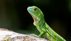 Preview wallpaper lizard, scales, reptile, green, profile