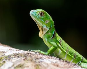 Preview wallpaper lizard, scales, reptile, green, profile