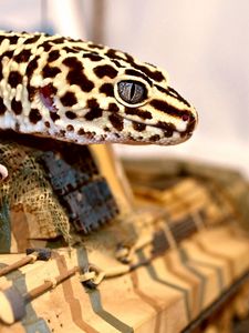 Preview wallpaper lizard, spotted, crawl, reptile