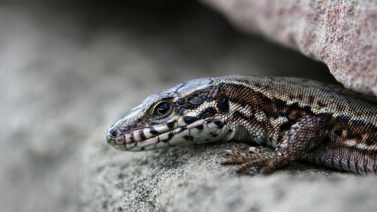 Wallpaper lizard, stones, crack, reptile