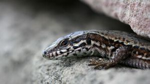 Preview wallpaper lizard, stones, crevice, reptile