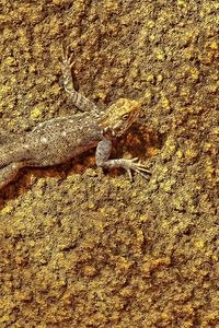 Preview wallpaper lizard, surface, reptile, color