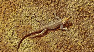 Preview wallpaper lizard, surface, reptile, color