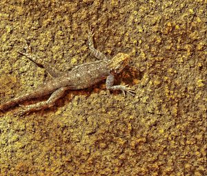 Preview wallpaper lizard, surface, reptile, color