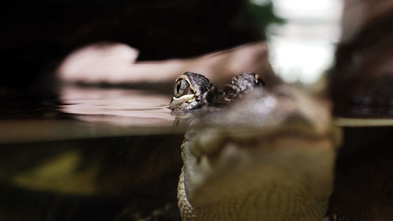 Wallpaper lizard, swimming, eyes