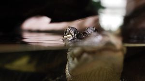 Preview wallpaper lizard, swimming, eyes