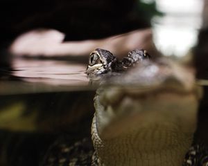 Preview wallpaper lizard, swimming, eyes