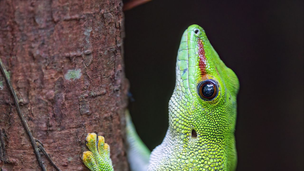 Wallpaper lizard, tree, bright, green, reptile