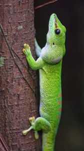 Preview wallpaper lizard, tree, bright, green, reptile