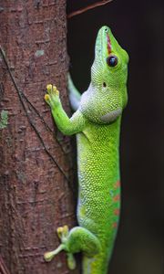 Preview wallpaper lizard, tree, bright, green, reptile