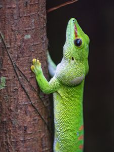 Preview wallpaper lizard, tree, bright, green, reptile