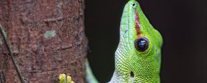 Preview wallpaper lizard, tree, bright, green, reptile