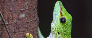 Preview wallpaper lizard, tree, bright, green, reptile