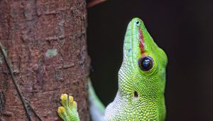 Preview wallpaper lizard, tree, bright, green, reptile
