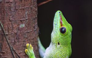 Preview wallpaper lizard, tree, bright, green, reptile