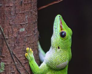 Preview wallpaper lizard, tree, bright, green, reptile