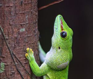 Preview wallpaper lizard, tree, bright, green, reptile