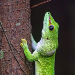 Preview wallpaper lizard, tree, bright, green, reptile