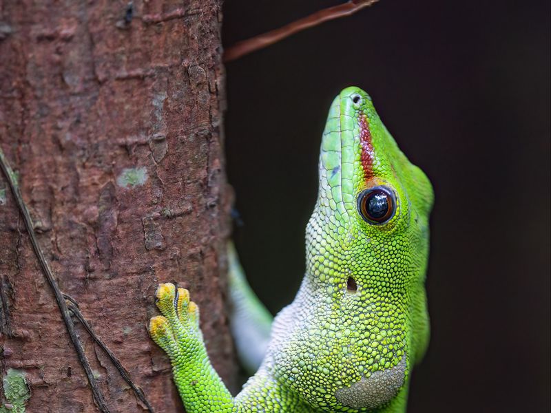 800x600 Wallpaper lizard, tree, bright, green, reptile