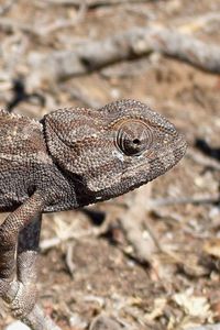 Preview wallpaper lizard, twigs, grass, dry