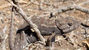 Preview wallpaper lizard, twigs, grass, dry