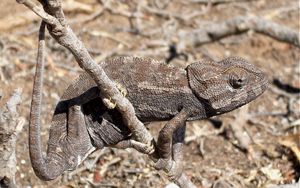 Preview wallpaper lizard, twigs, grass, dry