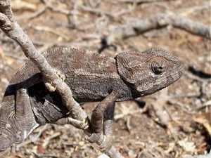 Preview wallpaper lizard, twigs, grass, dry