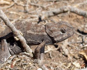 Preview wallpaper lizard, twigs, grass, dry