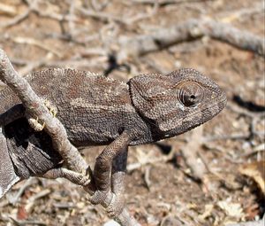 Preview wallpaper lizard, twigs, grass, dry