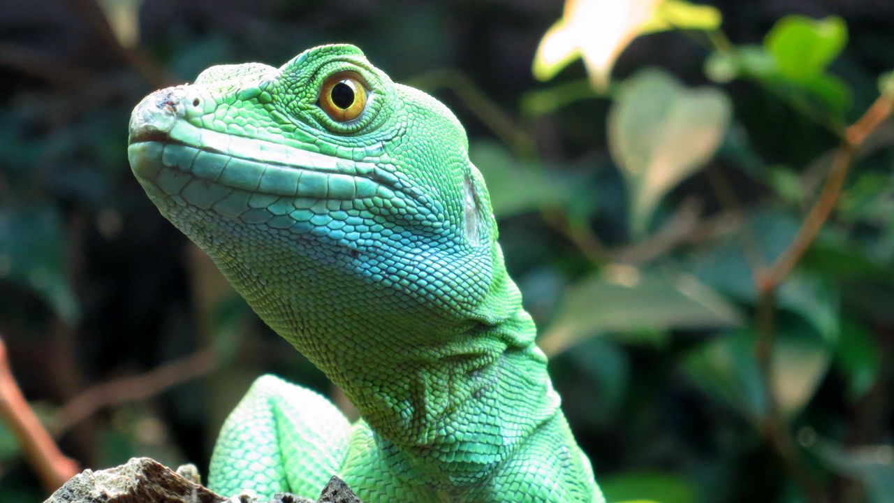 Wallpaper lizard, wildlife, reptile