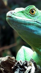 Preview wallpaper lizard, wildlife, reptile