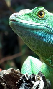 Preview wallpaper lizard, wildlife, reptile