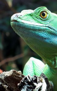 Preview wallpaper lizard, wildlife, reptile