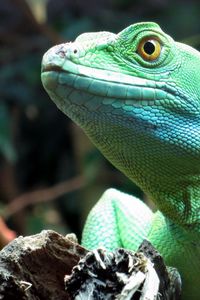 Preview wallpaper lizard, wildlife, reptile