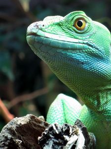 Preview wallpaper lizard, wildlife, reptile