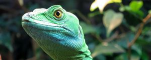 Preview wallpaper lizard, wildlife, reptile