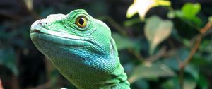 Preview wallpaper lizard, wildlife, reptile