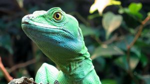 Preview wallpaper lizard, wildlife, reptile