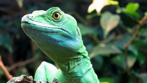 Preview wallpaper lizard, wildlife, reptile