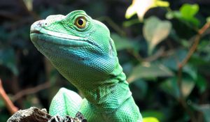 Preview wallpaper lizard, wildlife, reptile