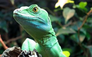 Preview wallpaper lizard, wildlife, reptile