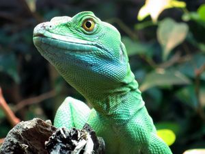 Preview wallpaper lizard, wildlife, reptile