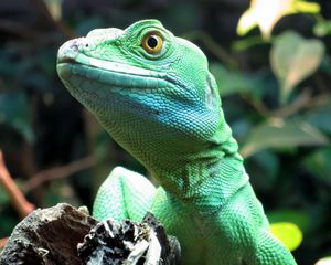 Preview wallpaper lizard, wildlife, reptile