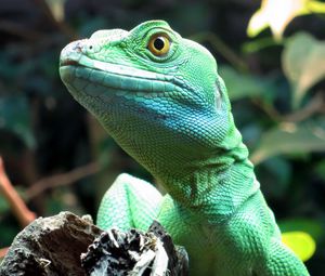 Preview wallpaper lizard, wildlife, reptile