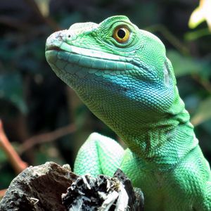 Preview wallpaper lizard, wildlife, reptile