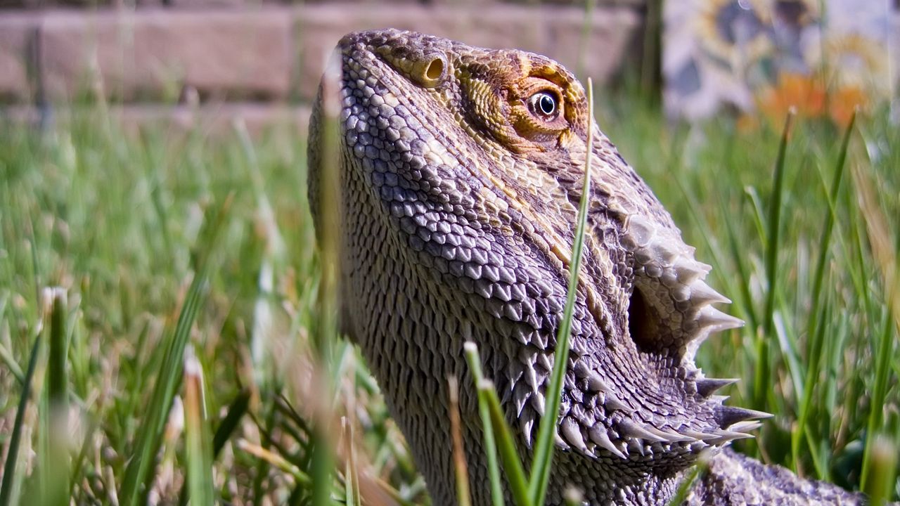 Wallpaper lizards, bearded dragon, grass, dangerous, reptile