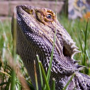Preview wallpaper lizards, bearded dragon, grass, dangerous, reptile