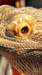 Preview wallpaper lizards, color, danger, face