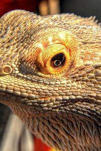 Preview wallpaper lizards, color, danger, face