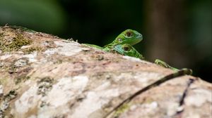 Preview wallpaper lizards, reptiles, green